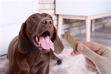 How Much To Feed A German Shorthaired Pointer。